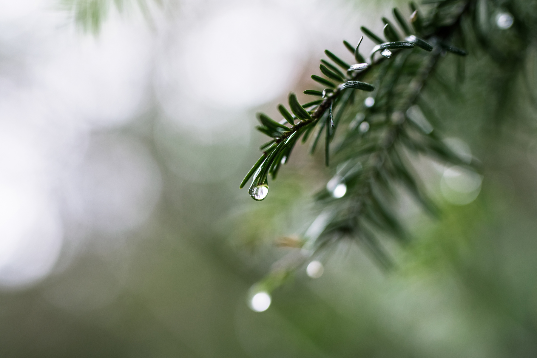 Selective Focus Photography of Plant With Dew